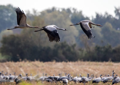 naturfotografie.de - Vogelfotografie