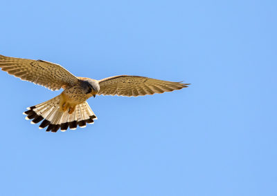 naturfotografie.de - Vogelfotografie