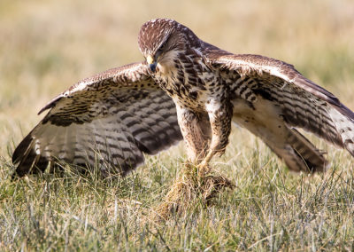 naturfotografie.de - Unsere Stories