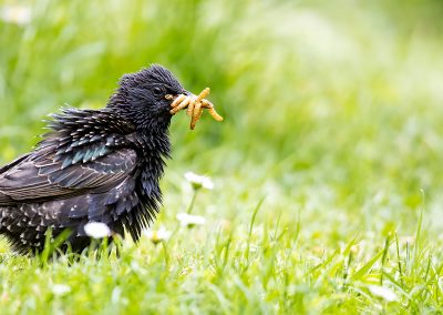 naturfotografie.de - Fotoaufnahmen am Futterplatz