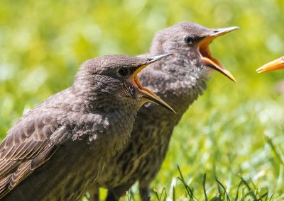 naturfotografie.de - Invasion der Stare