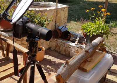 naturfotografie.de - Wespenfotografie im Spätsommer