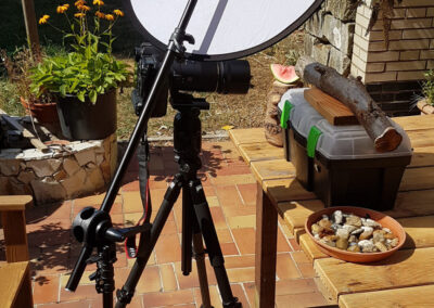 naturfotografie.de - Wespenfotografie im Spätsommer