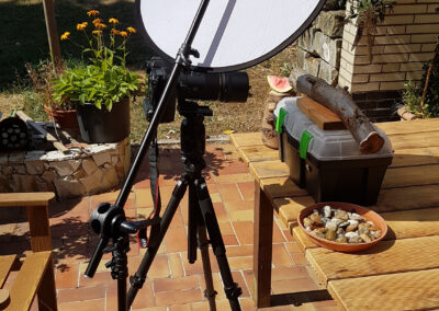 naturfotografie.de - Wespenfotografie im Spätsommer