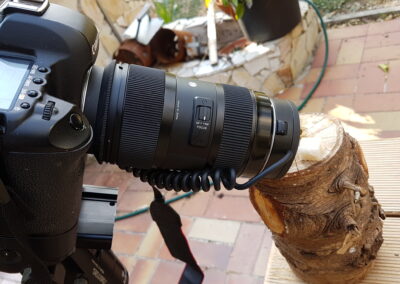 naturfotografie.de - Wespenfotografie im Spätsommer