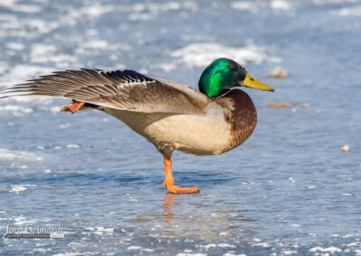 naturfotografie.de - Location Tipps - Naturpark Steinhuder Meer
