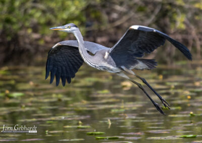 naturfotografie.de - Location Tipps - Naturpark Steinhuder Meer