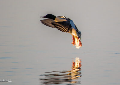 naturfotografie.de - Location Tipps - Naturpark Steinhuder Meer