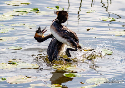 naturfotografie.de - Location Tipps - Naturpark Steinhuder Meer