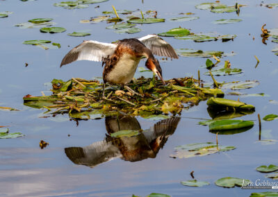 naturfotografie.de - Location Tipps - Naturpark Steinhuder Meer