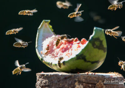naturfotografie.de - Wespenfotografie im Spätsommer