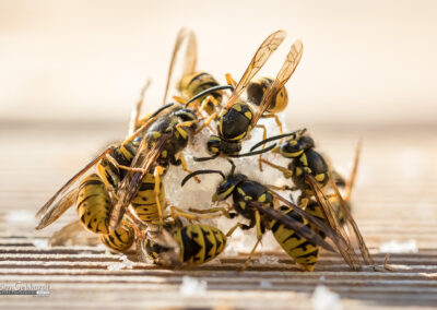 naturfotografie.de - Wespenfotografie im Spätsommer