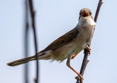 naturfotografie.de - Location Tipps - Naturpark Steinhuder Meer