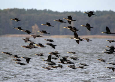 naturfotografie.de - Location Tipps - Naturpark Steinhuder Meer