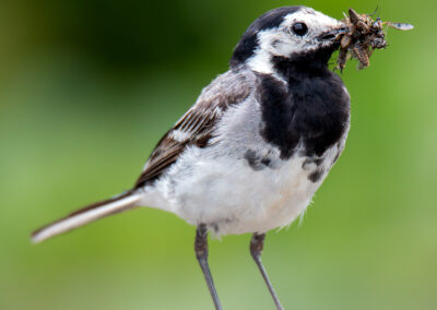 naturfotografie.de - Location Tipps - Naturpark Steinhuder Meer