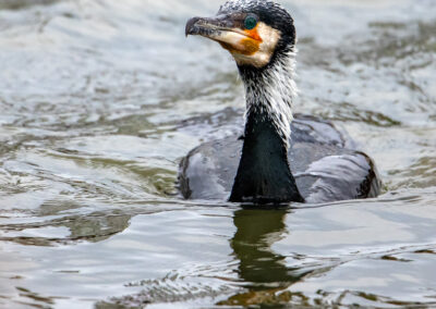 naturfotografie.de - Location Tipps - Naturpark Steinhuder Meer