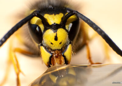 naturfotografie.de - Wespenfotografie im Spätsommer