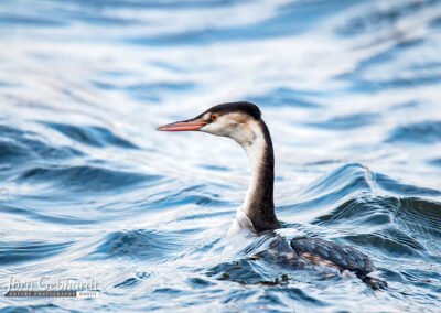 naturfotografie.de - Location Tipps - Naturpark Steinhuder Meer