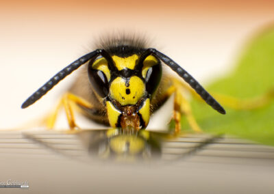naturfotografie.de - Wespenfotografie im Spätsommer
