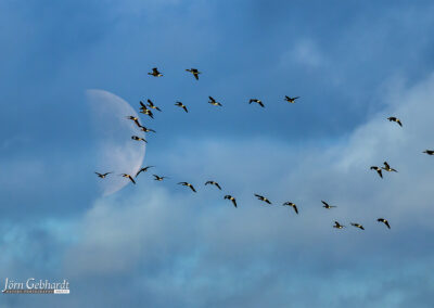 naturfotografie.de - Location Tipps - Naturpark Steinhuder Meer