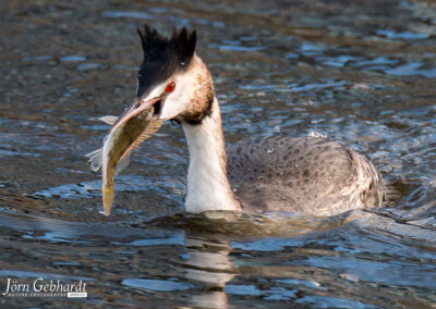 naturfotografie.de - Location Tipps - Naturpark Steinhuder Meer