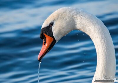 naturfotografie.de - Location Tipps - Naturpark Steinhuder Meer