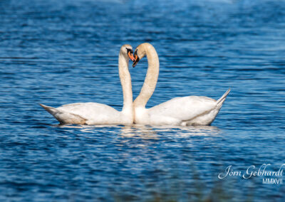 naturfotografie.de - Location Tipps - Naturpark Steinhuder Meer