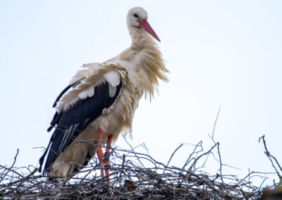 naturfotografie.de - Location Tipps - Naturpark Steinhuder Meer