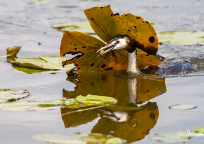 naturfotografie.de - Location Tipps - Naturpark Steinhuder Meer