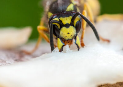 naturfotografie.de - Wespenfotografie im Spätsommer