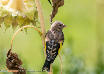 naturfotografie.de - Stories - Distelfink auf Sonnenblume