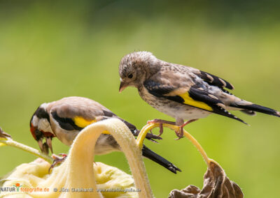 naturfotografie.de - Stories - Distelfink auf Sonnenblume