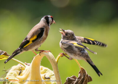 naturfotografie.de - Stories - Distelfink auf Sonnenblume