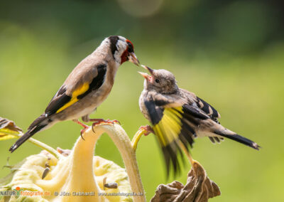 naturfotografie.de - Stories - Distelfink auf Sonnenblume