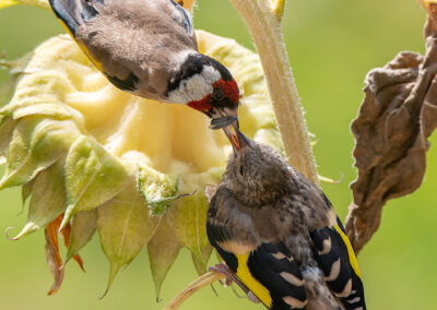 naturfotografie.de - Stories - Distelfink auf Sonnenblume