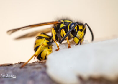 naturfotografie.de - Wespenfotografie im Spätsommer