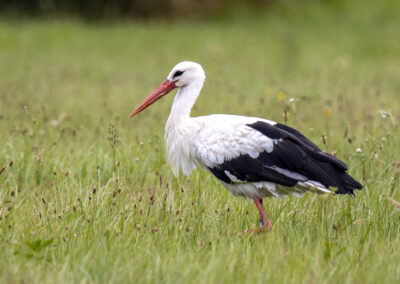 naturfotografie.de - Location Tipps - Naturpark Steinhuder Meer