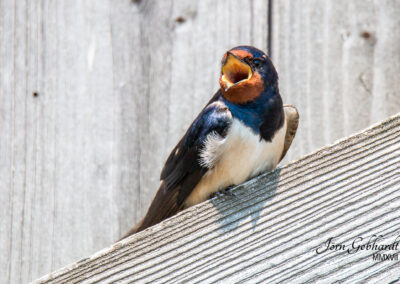 naturfotografie.de - Location Tipps - Naturpark Steinhuder Meer