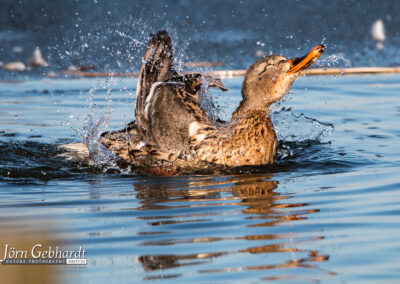 naturfotografie.de - Location Tipps - Naturpark Steinhuder Meer