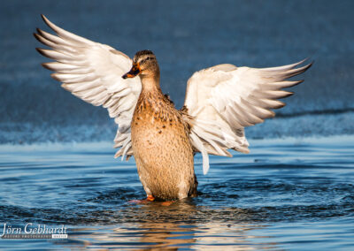naturfotografie.de - Location Tipps - Naturpark Steinhuder Meer