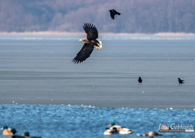 naturfotografie.de - Location Tipps - Naturpark Steinhuder Meer