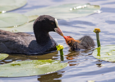 naturfotografie.de - Location Tipps - Naturpark Steinhuder Meer