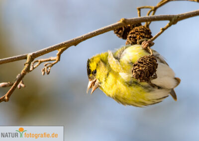 naturfotografie.de - Vogelfotografie