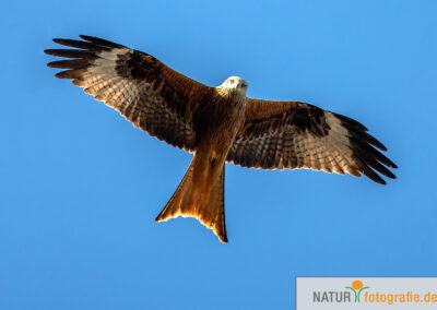 naturfotografie.de