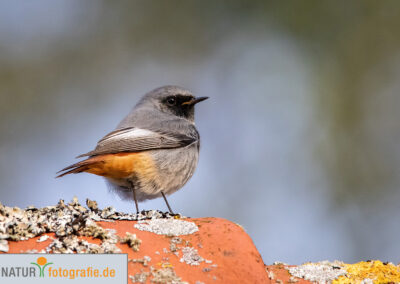 naturfotografie.de - Vogelfotografie
