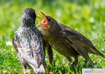 Naturfotografie - Vogelfotografie