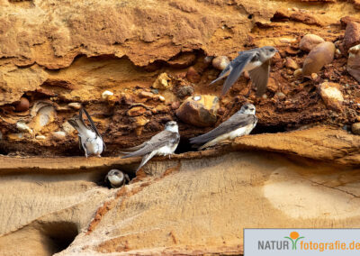 naturfotografie.de - Vogelfotografie