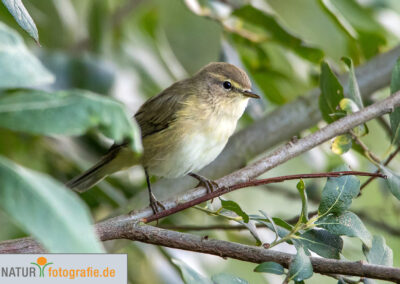 naturfotografie.de - Vogelfotografie