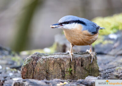 Naturfotografie - Vogelfotografie