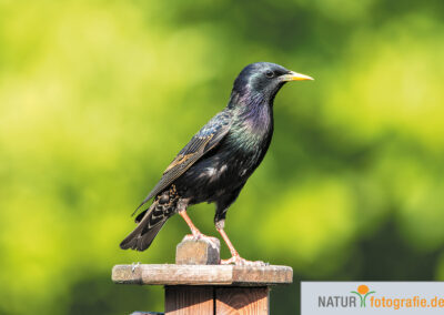 naturfotografie.de - Vogelfotografie